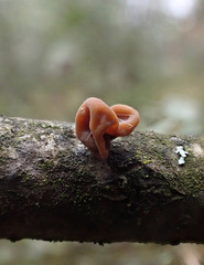 Macrotyphula contorta