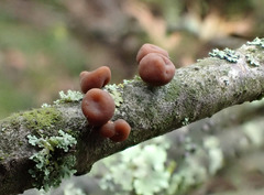 Macrotyphula contorta