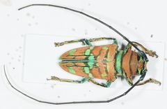 Sternotomis pulchra