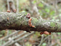 Macrotyphula contorta
