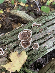 Trametes versicolor