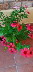 Catharanthus roseus