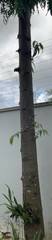 Polyalthia