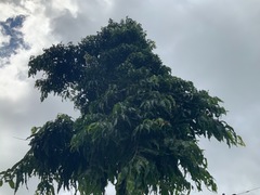 Polyalthia