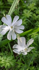 Silene latifolia