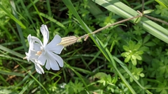 Silene latifolia