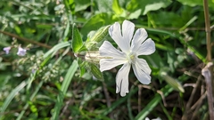 Silene latifolia