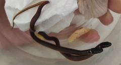 Coniophanes meridanus