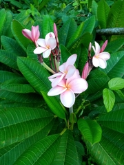 Plumeria rubra image