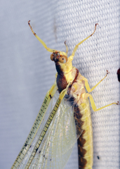 Pentagenia vittigera