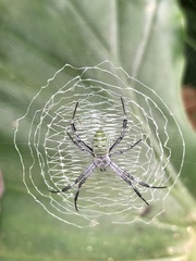 Argiope chloreides