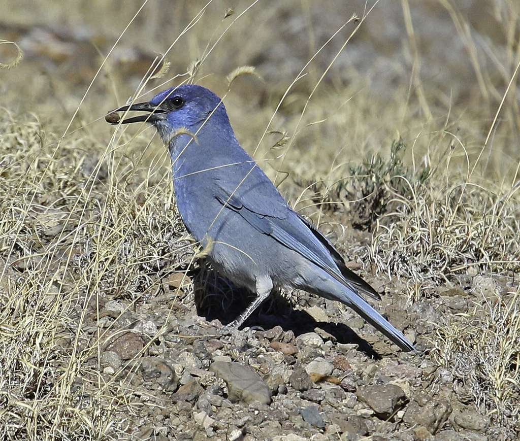 Pinyon Jay (Gymnorhinus cyanocephalus) photo