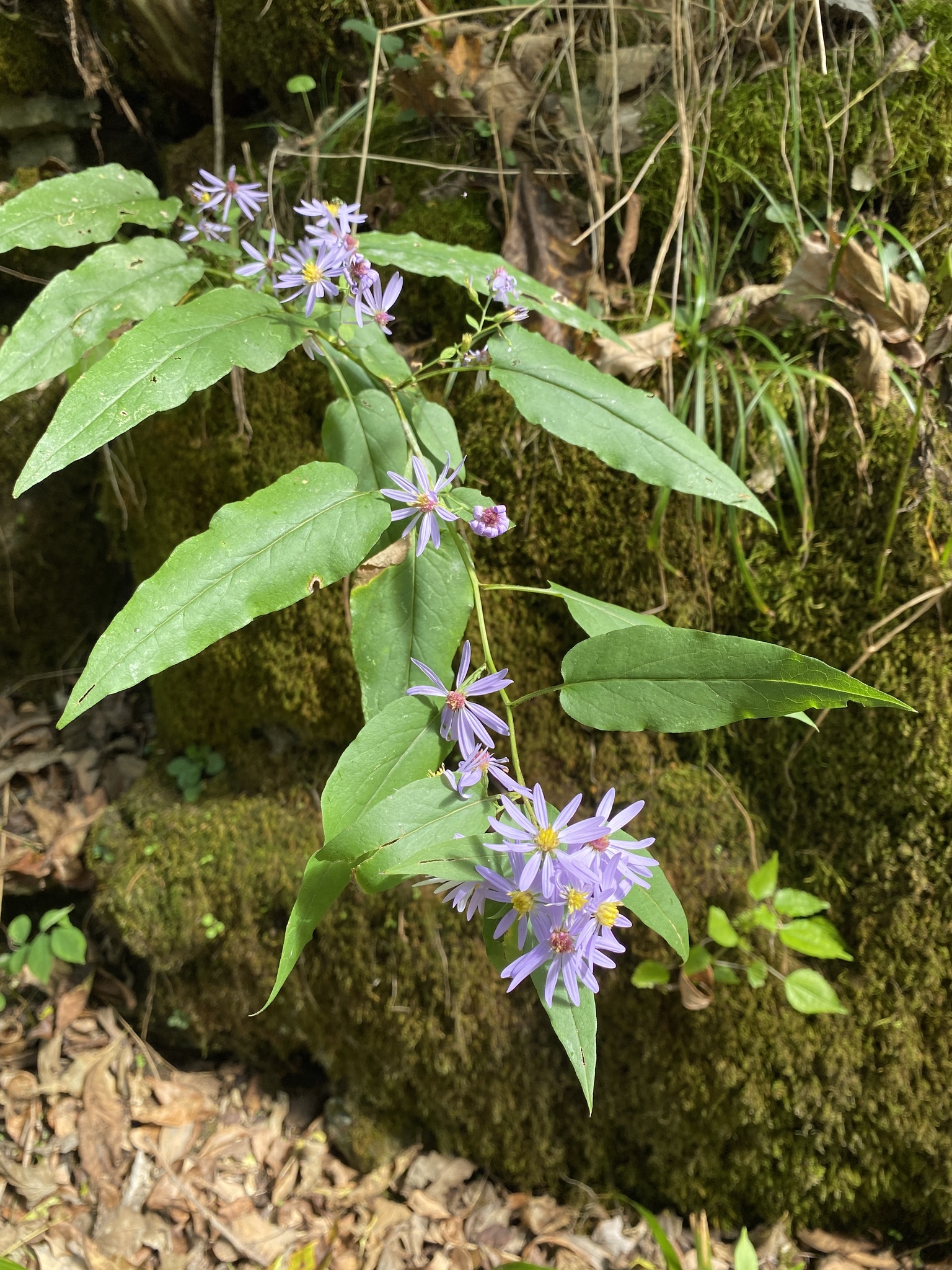 Symphyotrichum shortii