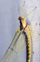 Pentagenia vittigera