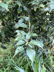 Lithocarpus corneus