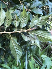 Lithocarpus corneus