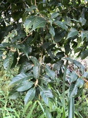 Lithocarpus corneus