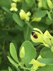 Cryptocephalus notatus
