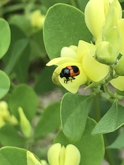 Cryptocephalus notatus