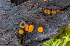 Scutellinia erinaceus