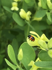 Cryptocephalus notatus
