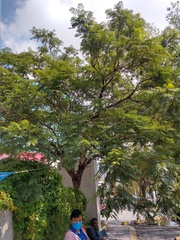 Jacaranda mimosifolia