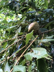 Lithocarpus corneus