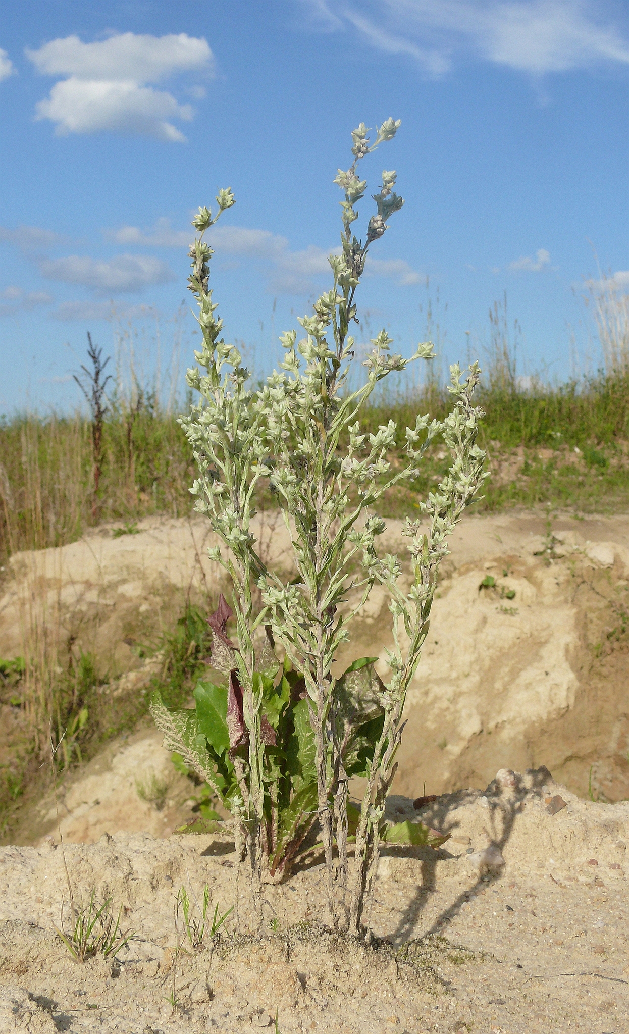 Logfia arvensis