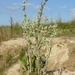 Field Fluffweed - Photo (c) BerndH, some rights reserved (CC BY-SA)