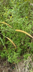 Setaria sphacelata