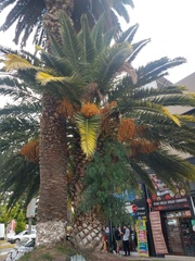 Phoenix canariensis