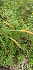 Setaria sphacelata