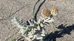 Achillea maritima
