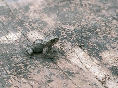 Ingerophrynus macrotis