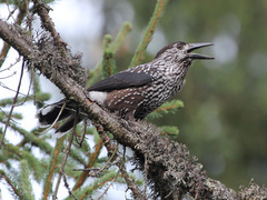 Spotted Nutcracker photo 4