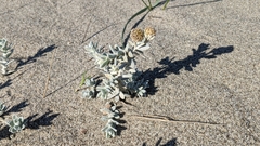 Achillea maritima