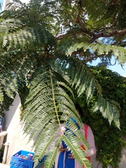 Jacaranda mimosifolia