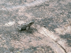 Ingerophrynus macrotis