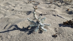 Achillea maritima