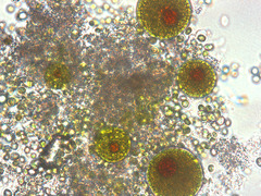 Haematococcus lacustris