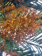 Phoenix canariensis