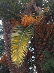 Phoenix canariensis