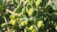 Euphorbia paralias