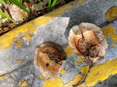 Jacaranda mimosifolia