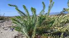 Euphorbia paralias