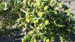 Euphorbia paralias