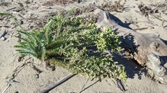 Euphorbia paralias