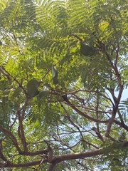 Jacaranda mimosifolia