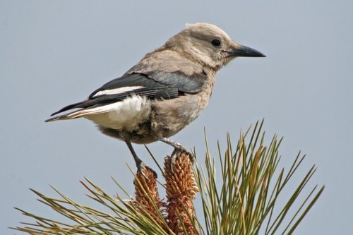 Clark's Nutcracker