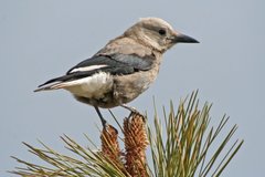 Clark's Nutcracker photo 3